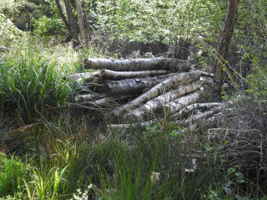 Ormandaki yaşlı ağaçların kütükleri