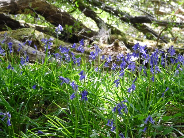 Kék Virágok Erdőben — Stock Fotó