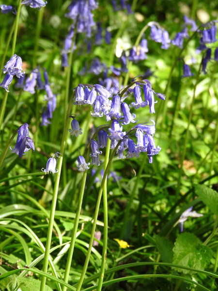 Лес в голубых цветах, закрыть