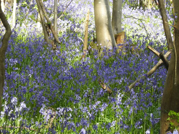 Wald Blauen Blumen — Stockfoto