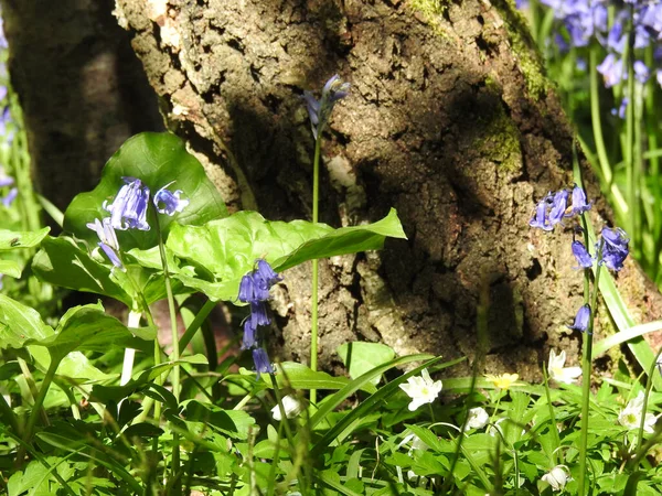 Erdő Kék Virágokkal Közelről — Stock Fotó