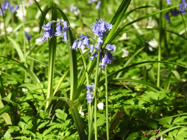 Wald Blauen Blumen Aus Nächster Nähe — Stockfoto