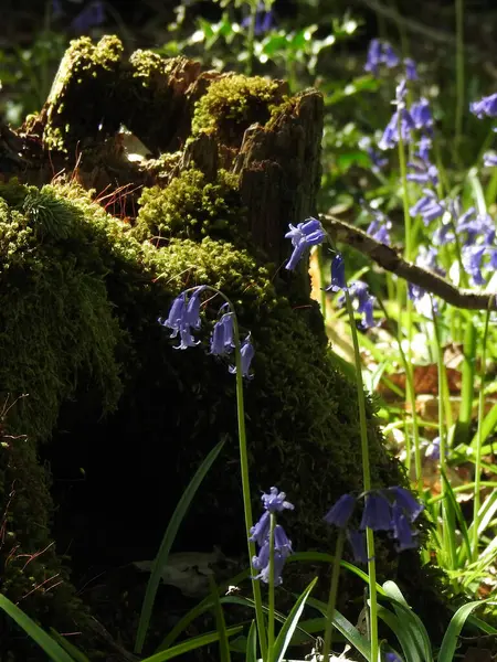 Erdő Kék Virágban — Stock Fotó