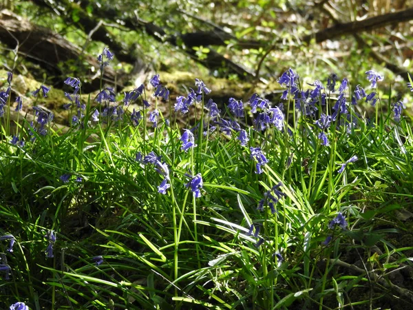 Erdő Kék Virágokkal Közelről — Stock Fotó