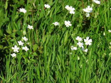 Beyaz çiçekli yeşil çimenler
