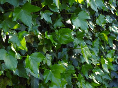 Yoğun, koyu yeşil, sayısız yapraklar.