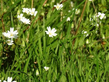 Yeşil çimenlerin ve beyaz çiçeklerin yakın çekimi.
