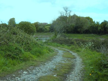 Ağaçların ve gökyüzünün manzarası vahşi bir yol ile