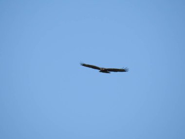 Mavi gökyüzünde uçan açık kanatlı büyük bir kuş.