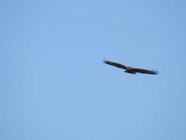 Mavi gökyüzünde kanatları açık uçan büyük bir kuş.