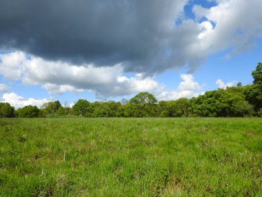 Ağaçları, otları ve kara bulutları olan yeşil alanlar