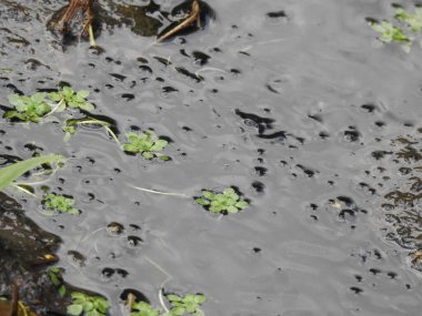 Su yüzeyinde bitkiler ve kabarcıklar var.
