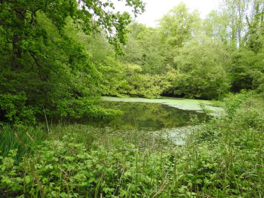 Ormanda çok yeşil bir gölet manzarası
