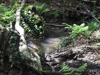 Ormandaki derenin manzarası