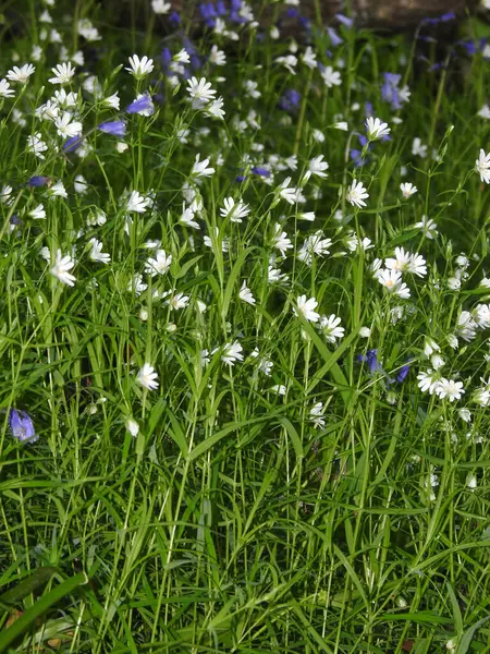 Ormanda narin, ince saplı yabani çiçekler.