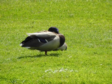 A wild duck is standing on the green grass