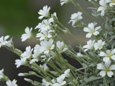 Yapraklar içinde sayısız güzel beyaz çiçekler.