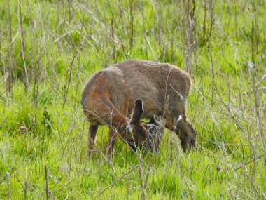 Ormanın önündeki çimenli bir arazide bir geyik ve bebek.