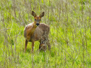 Ormanın önündeki çimenli bir arazide bir geyik ve bebek.