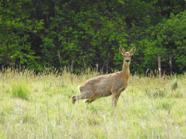 Ormanın önündeki otlakta bir geyik.