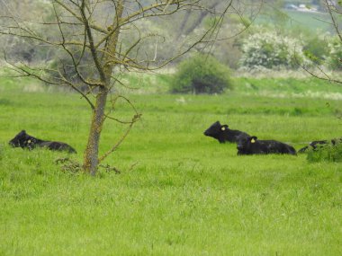 İnekler yeşil çimlerin, ağaçların ve çalıların üzerinde dinlenir.