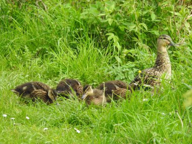 Yeşil çimenlikteki vahşi ördekler ailesi
