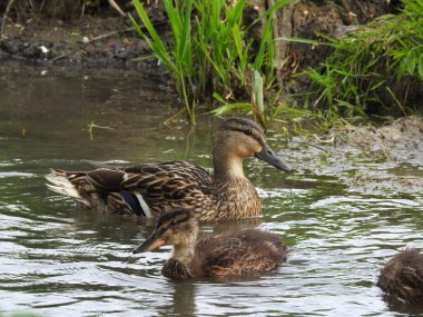 Nehirdeki bir ördek ailesi