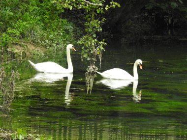 İki beyaz kuğu yeşil renkli bir nehirde yüzüyor.