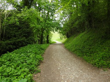 Yeşil ve ağaçlar arasında yayalar için geniş bir yürüyüş yolu