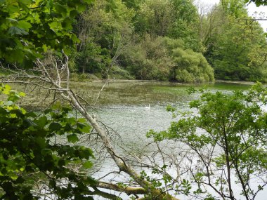 Yeşillik ve ağaçlarla çevrili bir gölün manzarası.