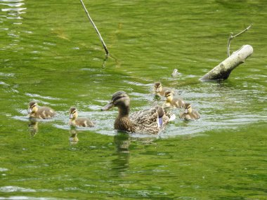 Anne ördek ve yavru ördekler annelerini takip ederek suda yüzerler.