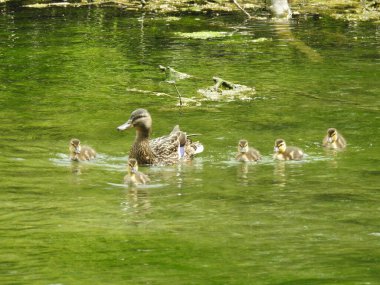 Anne ördek ve yavru ördekler annelerini takip ederek suda yüzerler.