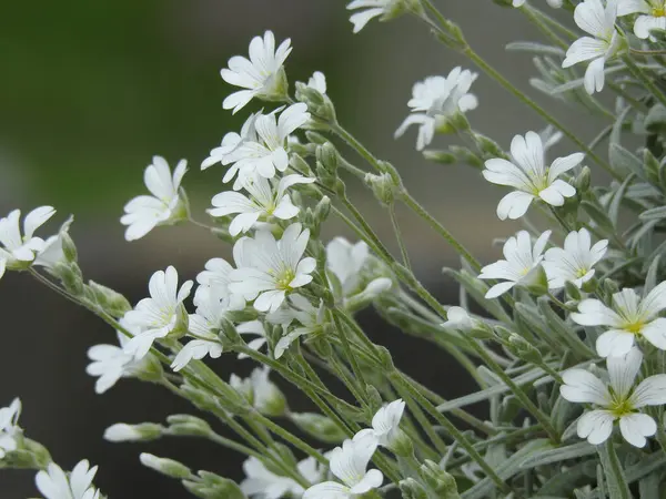 Yapraklar içinde sayısız güzel beyaz çiçekler.