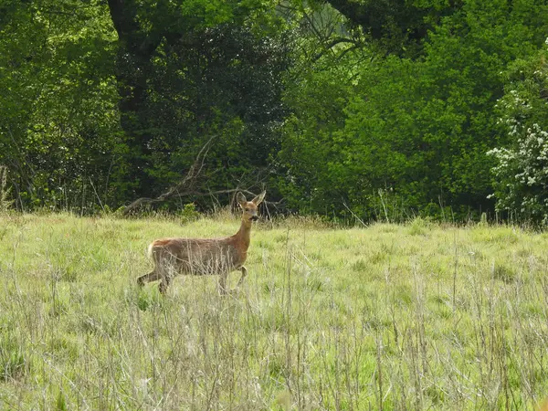 Ormanın önündeki otlakta bir geyik.
