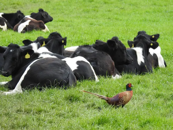 Bir grup inek ve bir sülün çimlerin üzerinde dinleniyor.