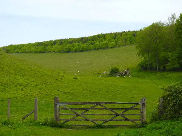 Yamuk çayırlarda koyunlar, kırık bir ağaç ve ahşap bir kapı.