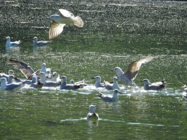 Suda ve havada çok büyük bir martı grubu.
