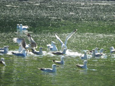 Suda ve havada çok büyük bir martı grubu.