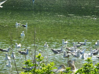 Suda ve havada çok büyük bir martı grubu.