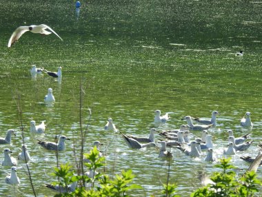 Suda ve havada çok büyük bir martı grubu.