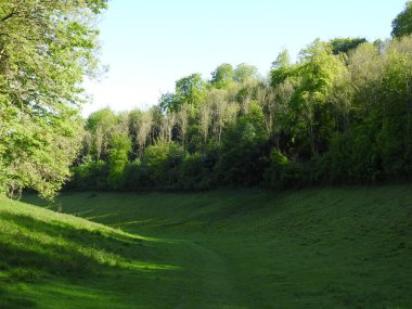 İngiltere 'de ağaçları ve otları olan yeşil alanlar.