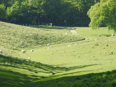 İngiltere 'de ağaçları ve otları olan yeşil alanlar.