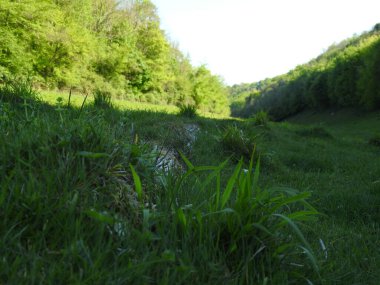 İngiltere 'de ağaçları ve otları olan yeşil alanlar.