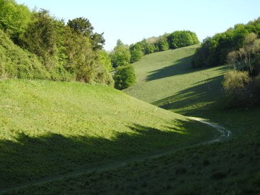 İngiltere 'de ağaçları ve otları olan yeşil alanlar.