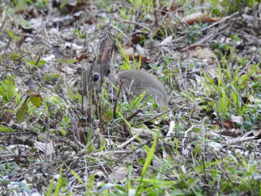 Gri, küçük, vahşi bir tavşan yerde oturur