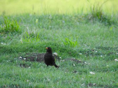 Yeşil çimlerin üzerinde siyah kuş