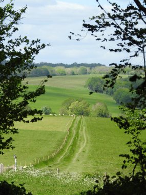 Kırsaldaki yeşil tarlaların ve ağaçların manzarası