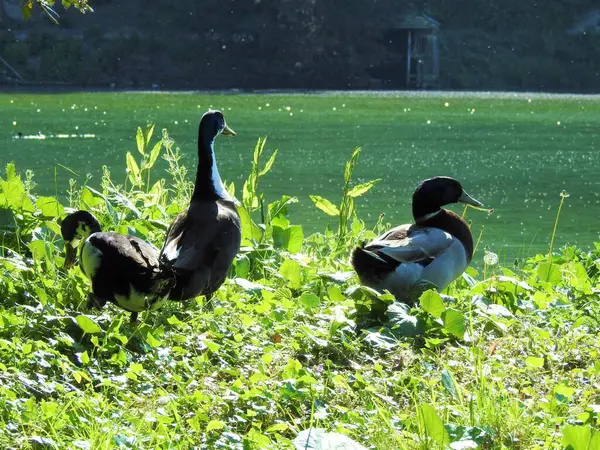 Gölün kıyısındaki vahşi ördeklerin manzarası