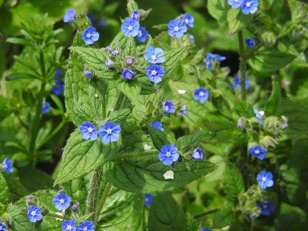 Yeşil yapraklı mavi küçük çiçekler
