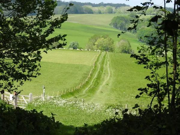 Kırsaldaki yeşil tarlaların ve ağaçların manzarası